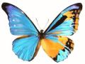 Morpho rhetenor cacica Gyndromorph (Internet Image property of respective owner, non-commercial use only)